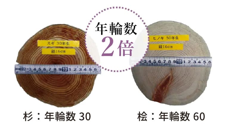 杉との年輪数の比較